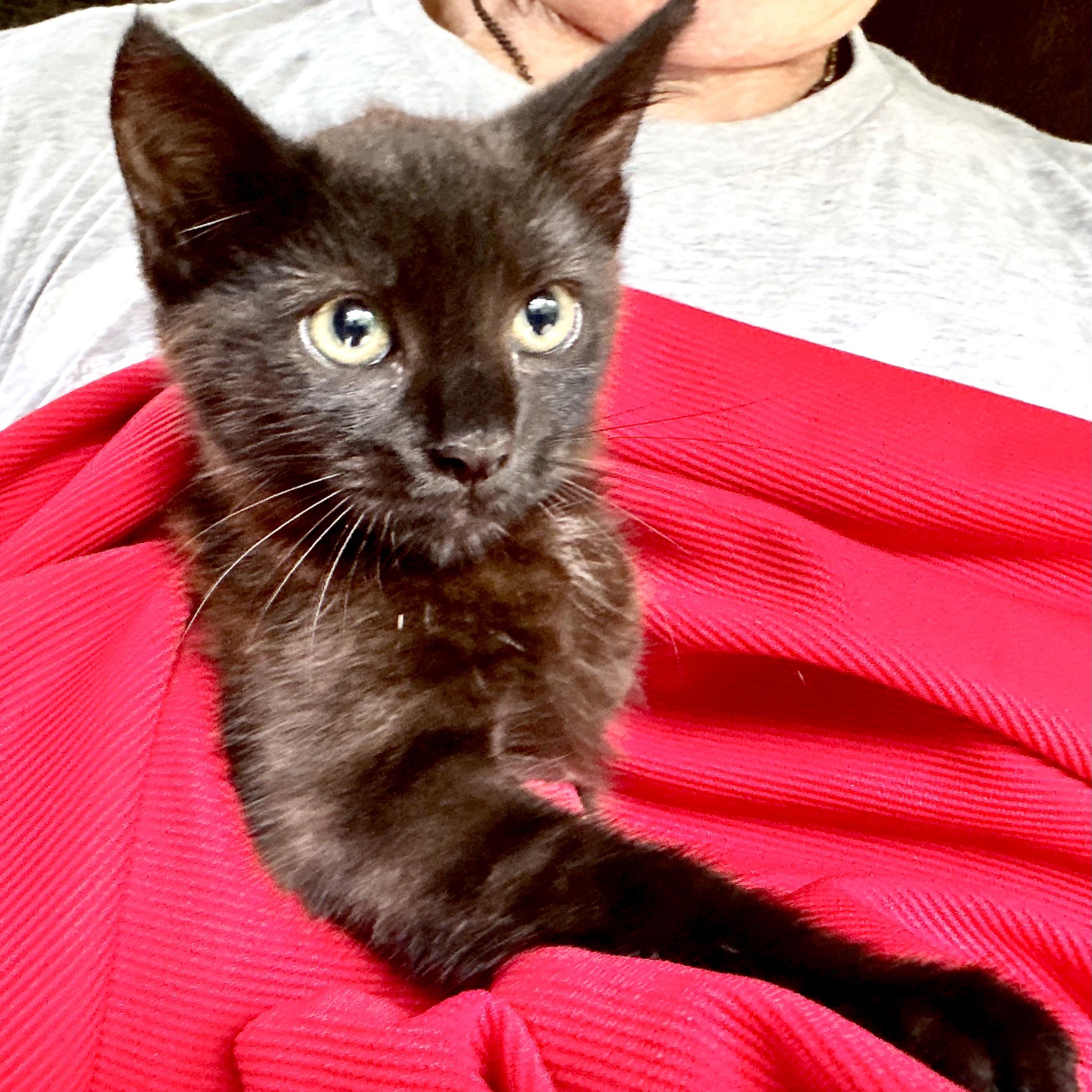 Jill-s, a Adoptable mixed breed in Sequatchie, TN image 2/6