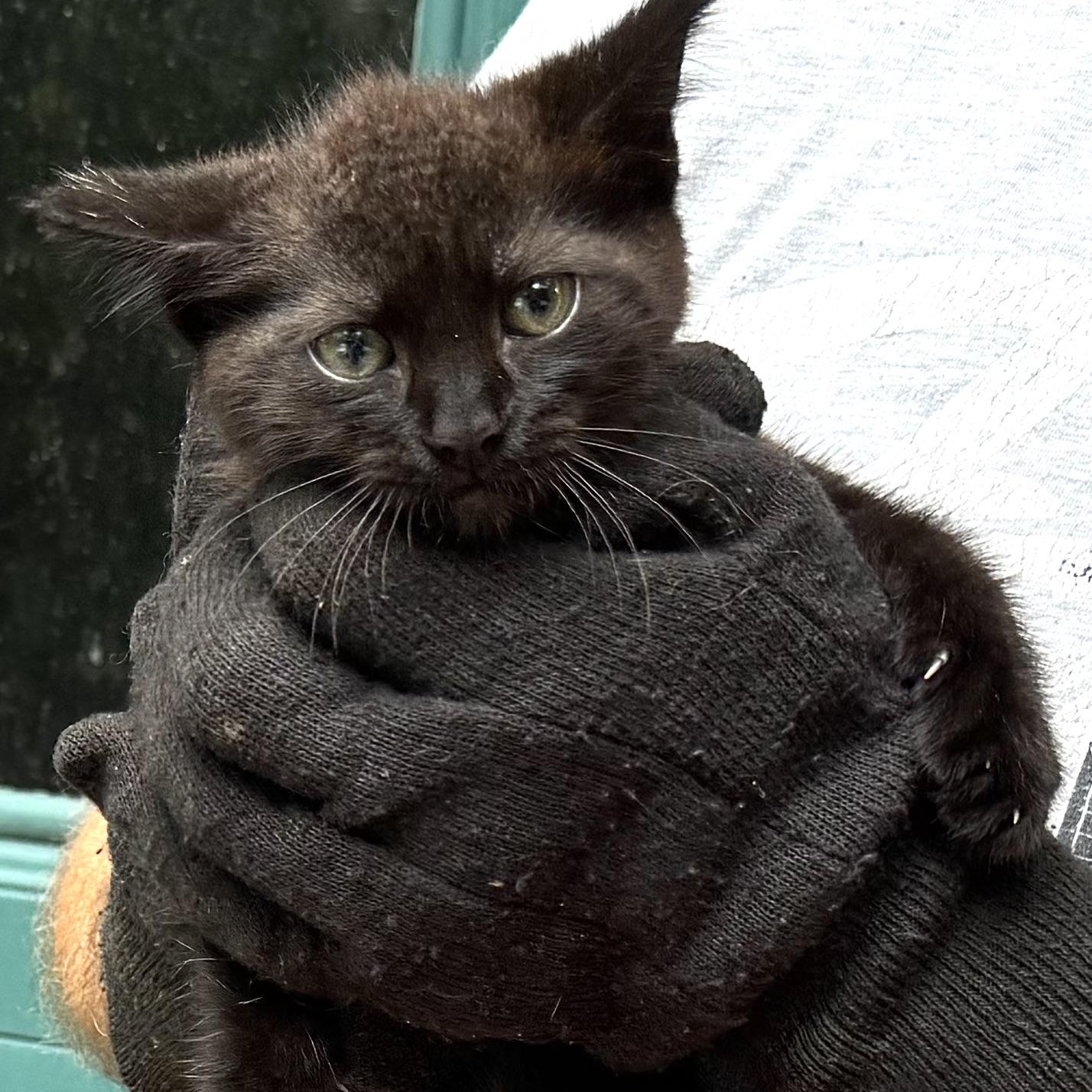 Jill-s, a Adoptable mixed breed in Sequatchie, TN image 6/6