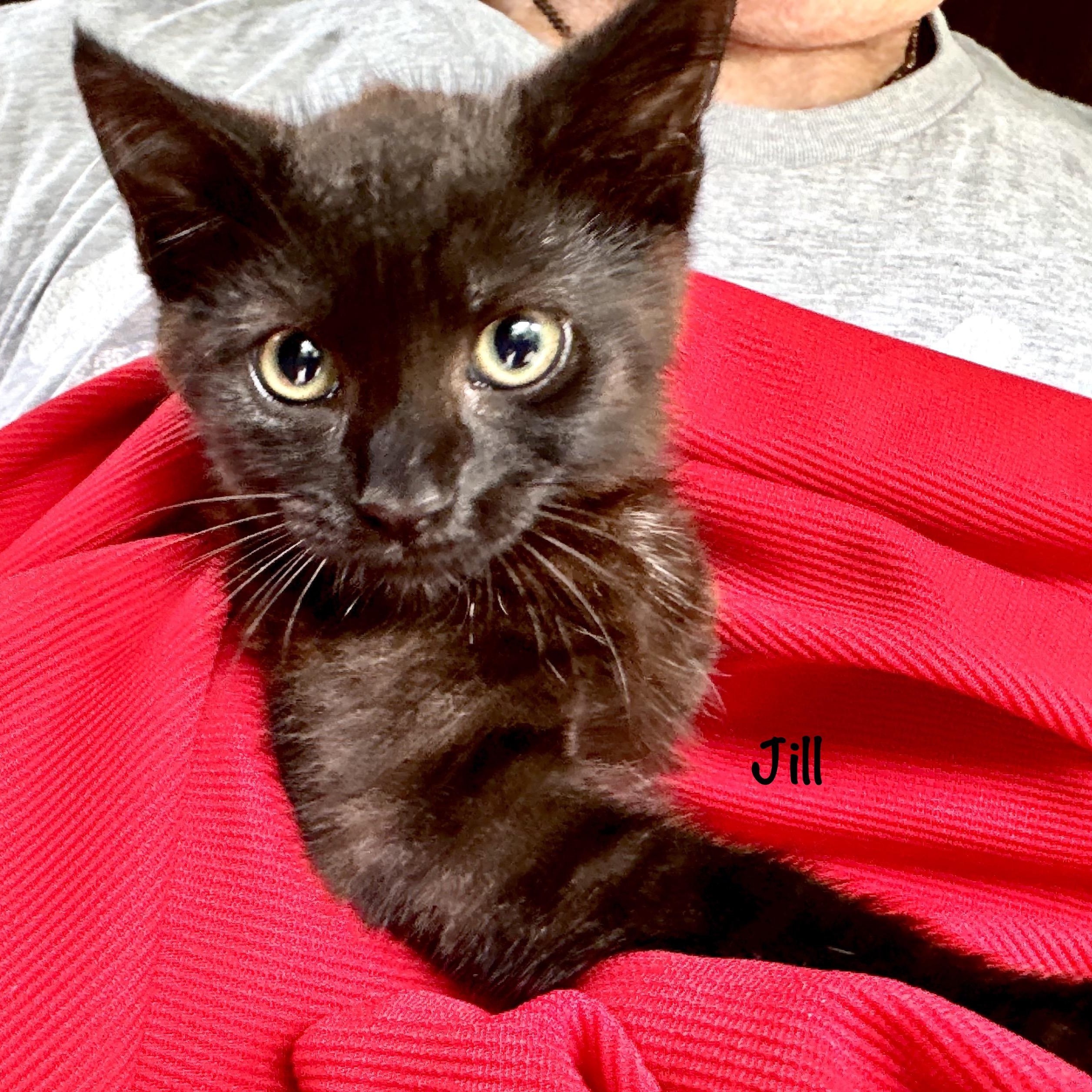 Jill-s, a Adoptable mixed breed in Sequatchie, TN image 3/6