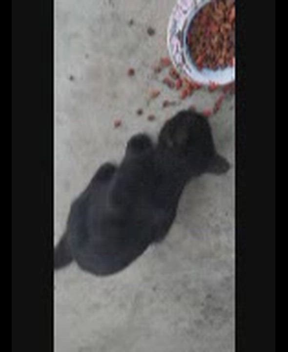 Enlarge Jill-s, a Adoptable mixed breed in Sequatchie, TN video 4/6