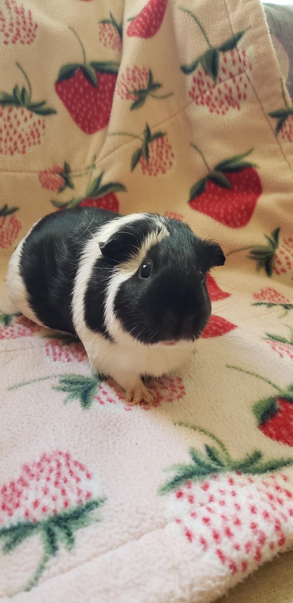 Enlarge Cow & Snickers, an adoptable Guinea Pig in Austin, TX image 3/6