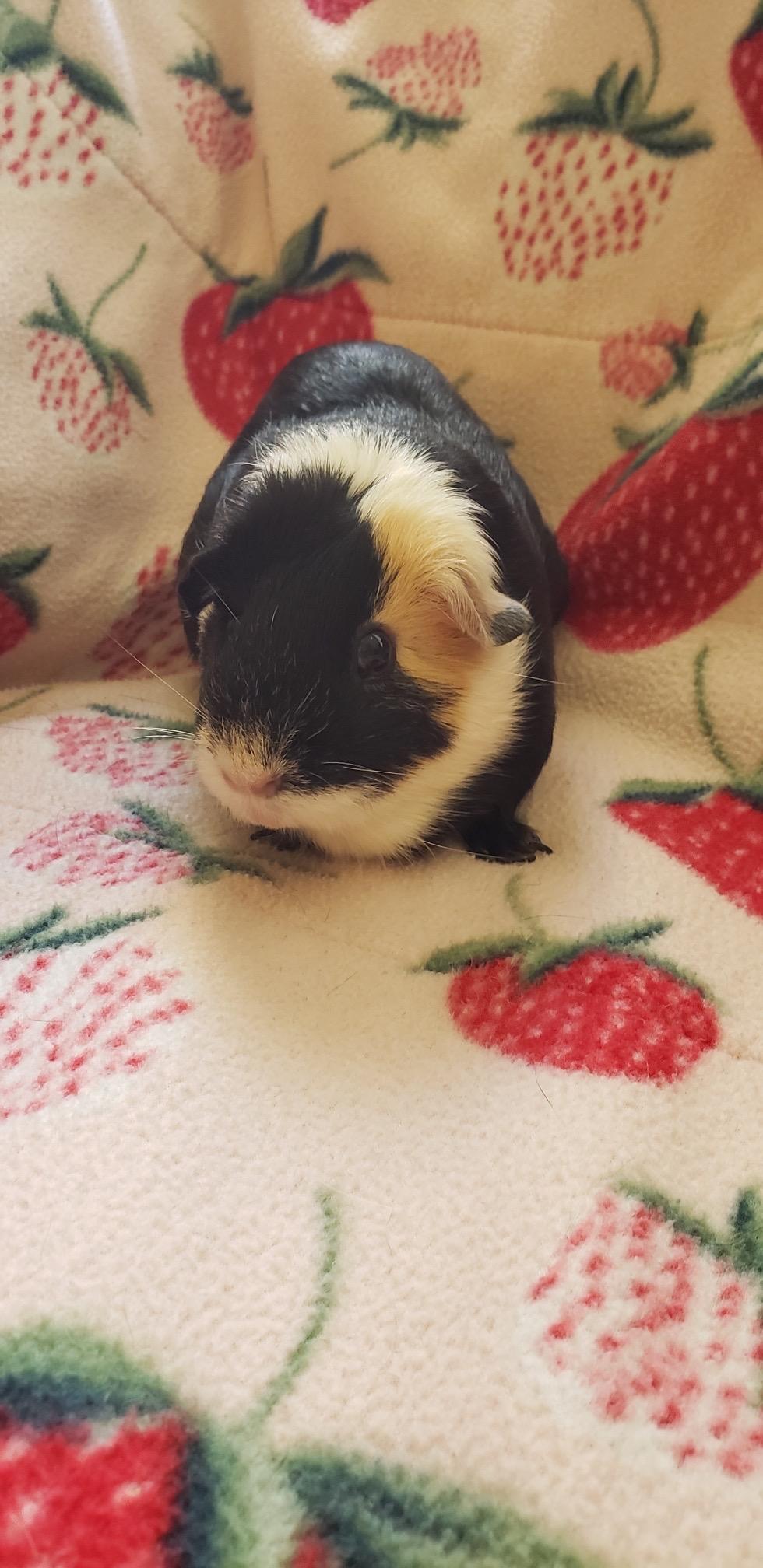 Enlarge Cow & Snickers, an adoptable Guinea Pig in Austin, TX image 4/6