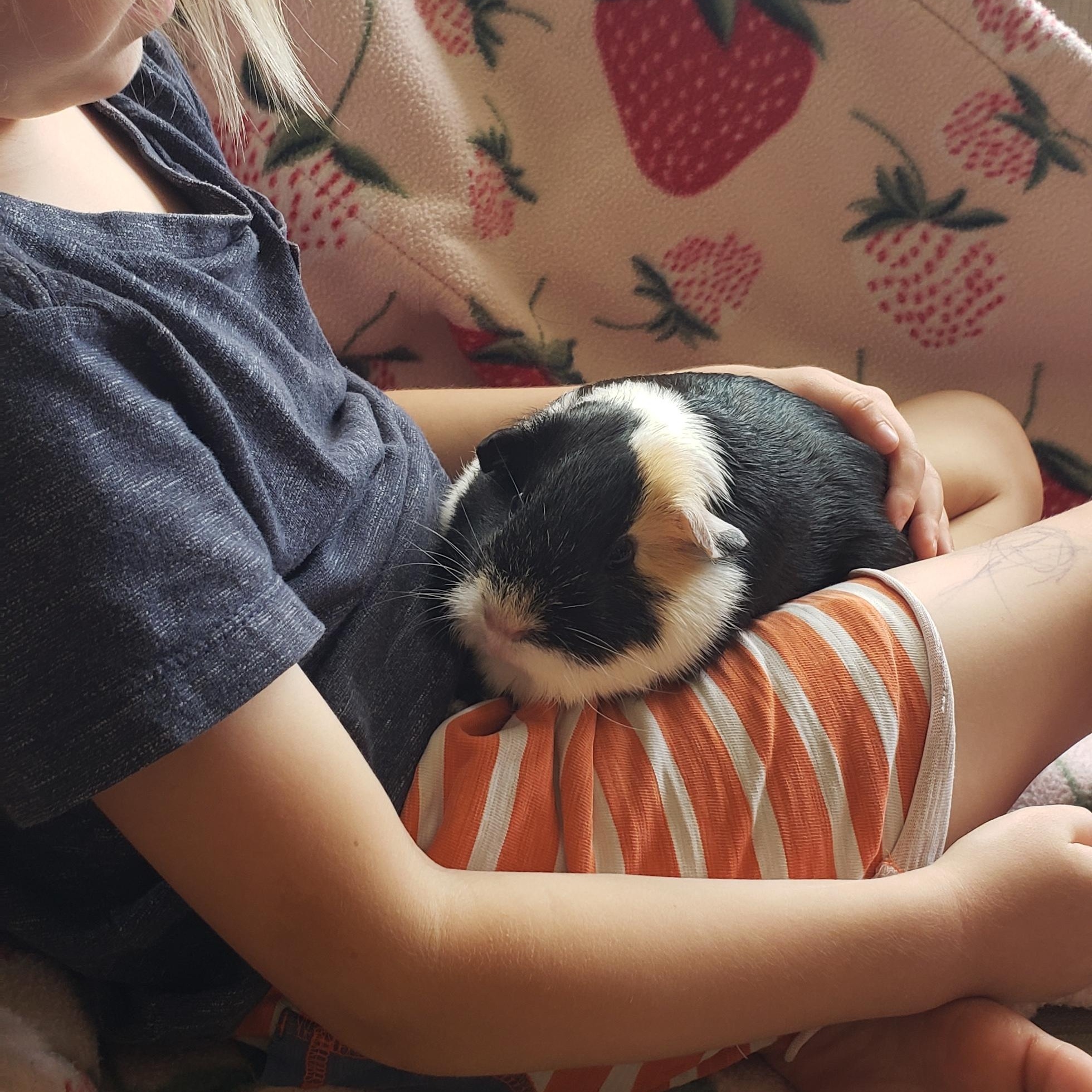 Enlarge Cow & Snickers, an adoptable Guinea Pig in Austin, TX image 5/6