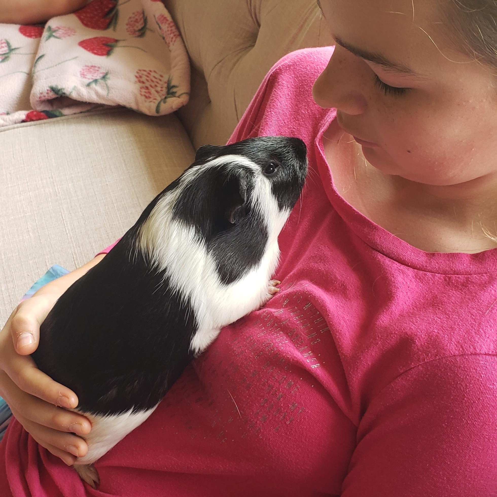 Enlarge Cow & Snickers, an adoptable Guinea Pig in Austin, TX image 6/6