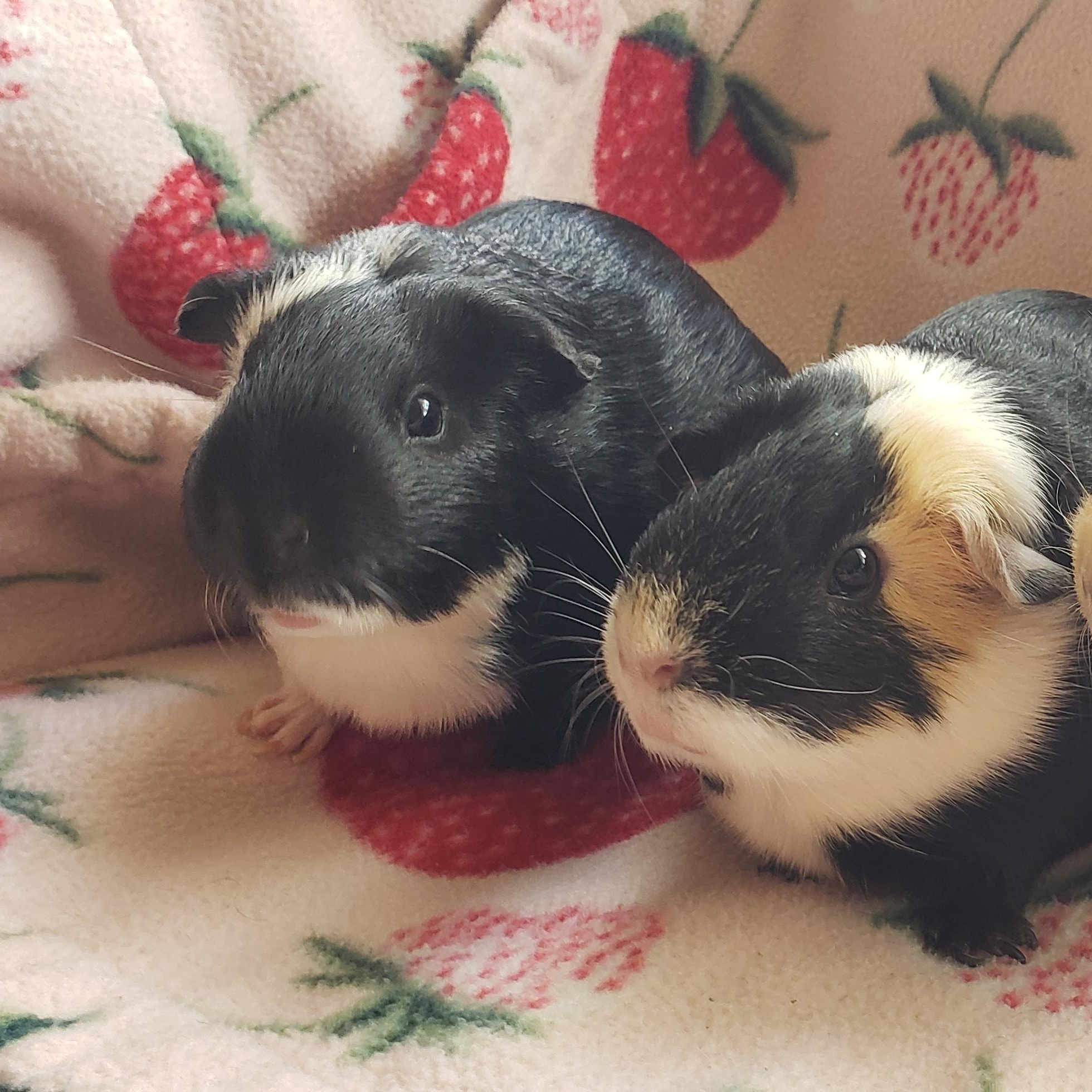Enlarge Cow & Snickers, an adoptable Guinea Pig in Austin, TX image 2/6