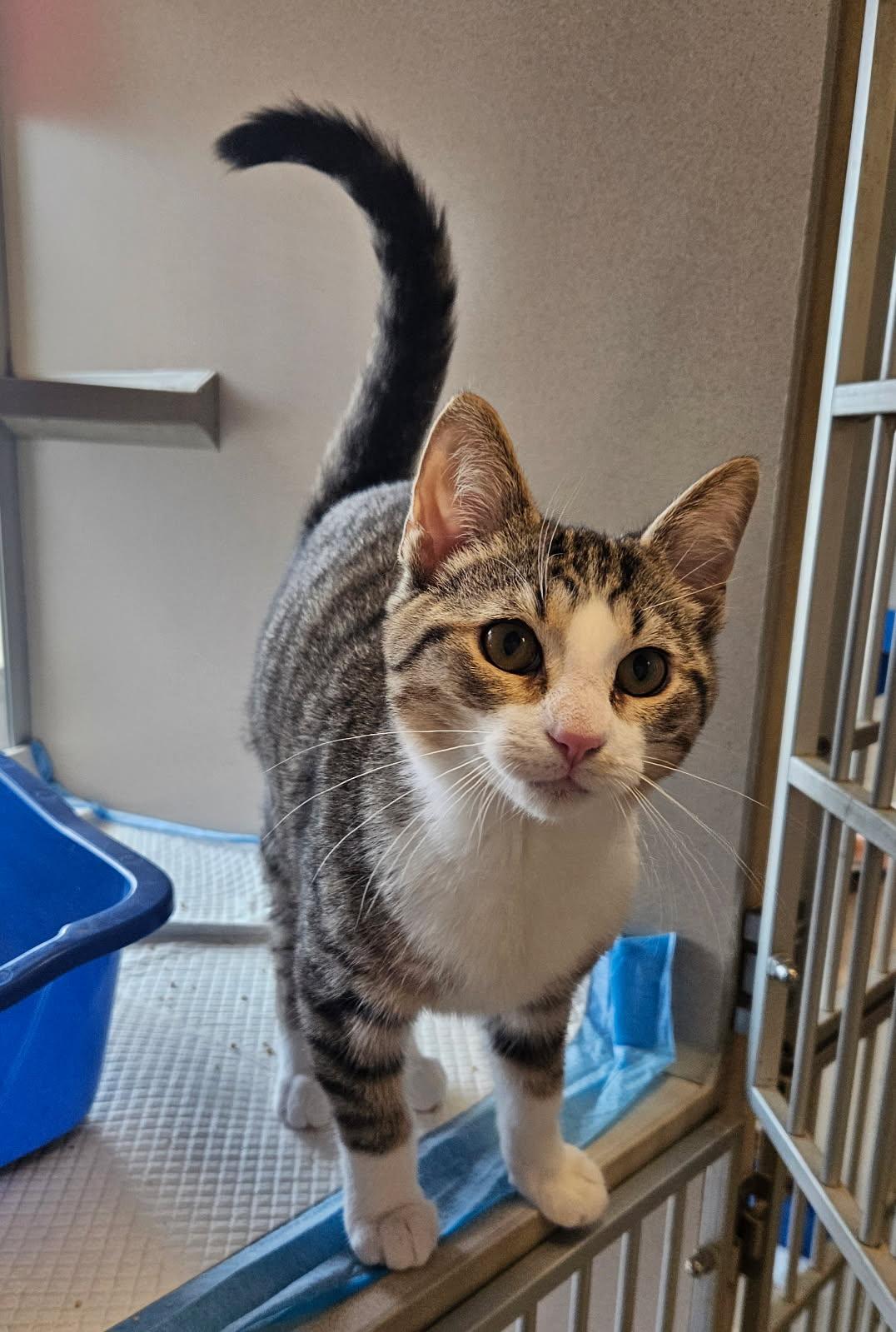 Enlarge Stewart, a ADOPTABLE Domestic Short Hair in Mansfield, OH image 1/1