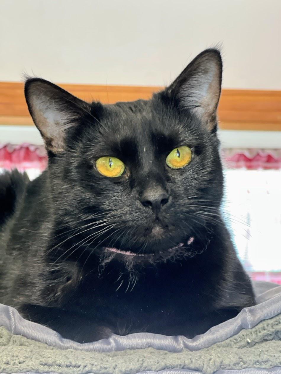 Raven, an adoptable mixed breed in Germansville, PA image 2/4