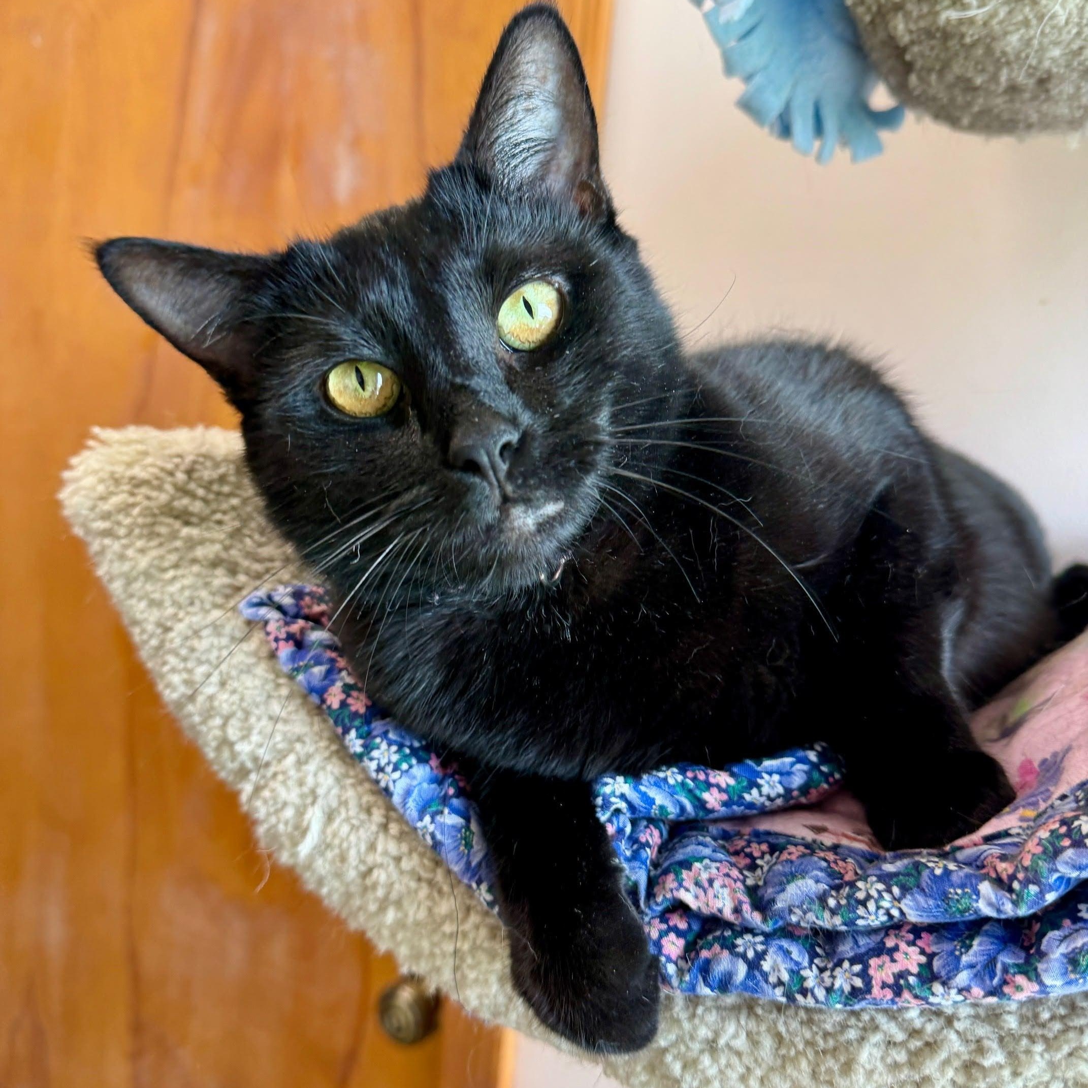 Raven, an adoptable mixed breed in Germansville, PA image 4/4