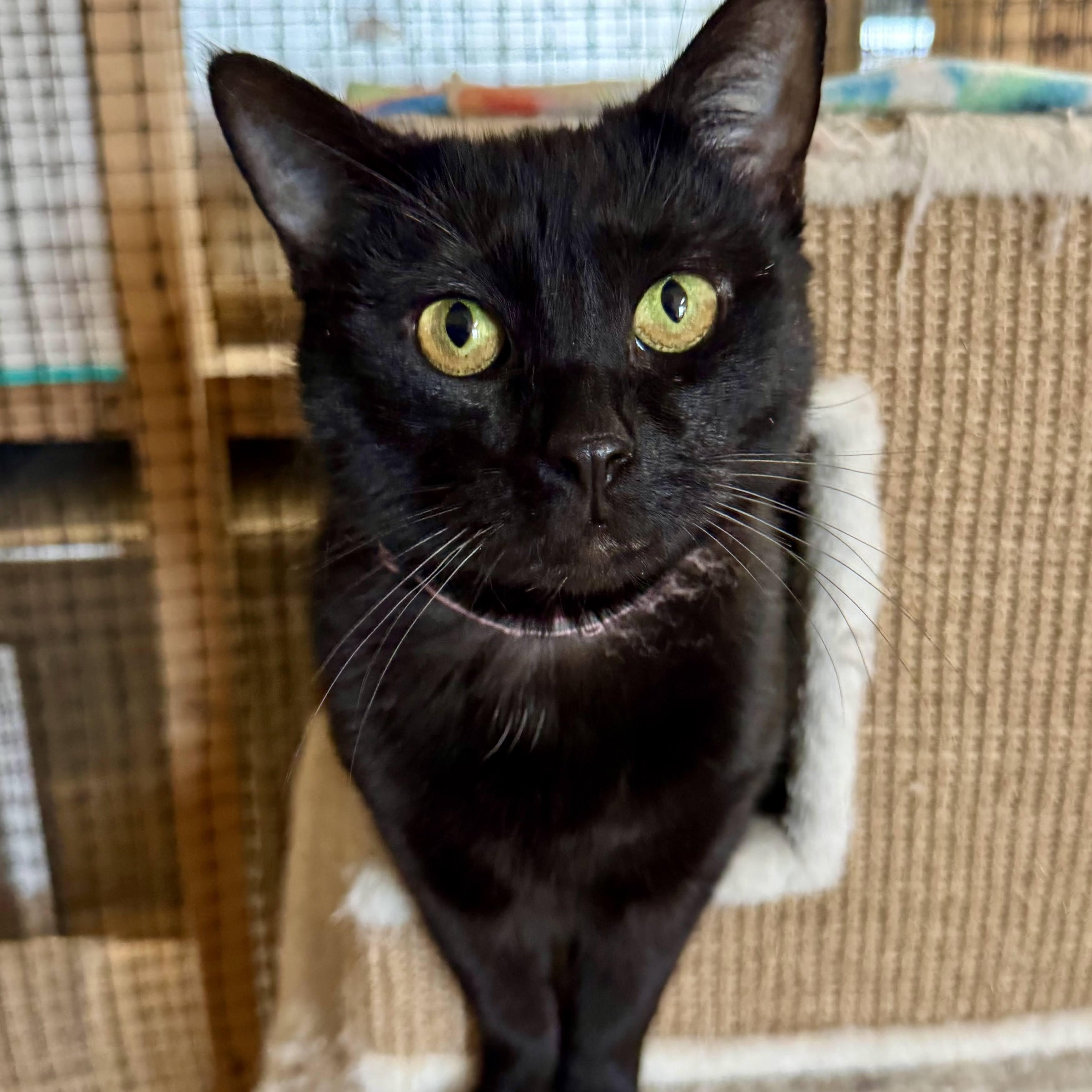 Raven, an adoptable mixed breed in Germansville, PA image 3/4