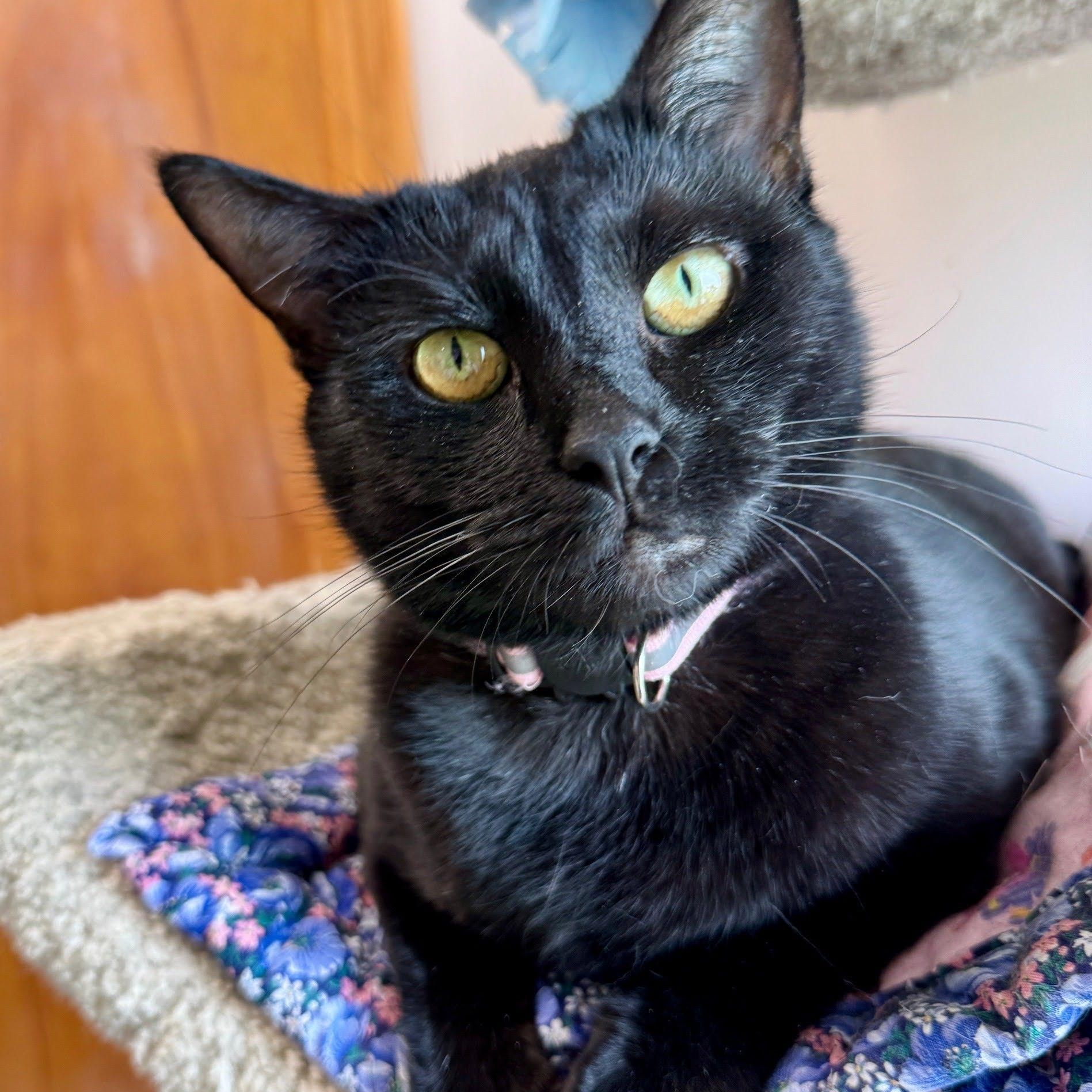 Raven, an adoptable mixed breed in Germansville, PA image 1/4