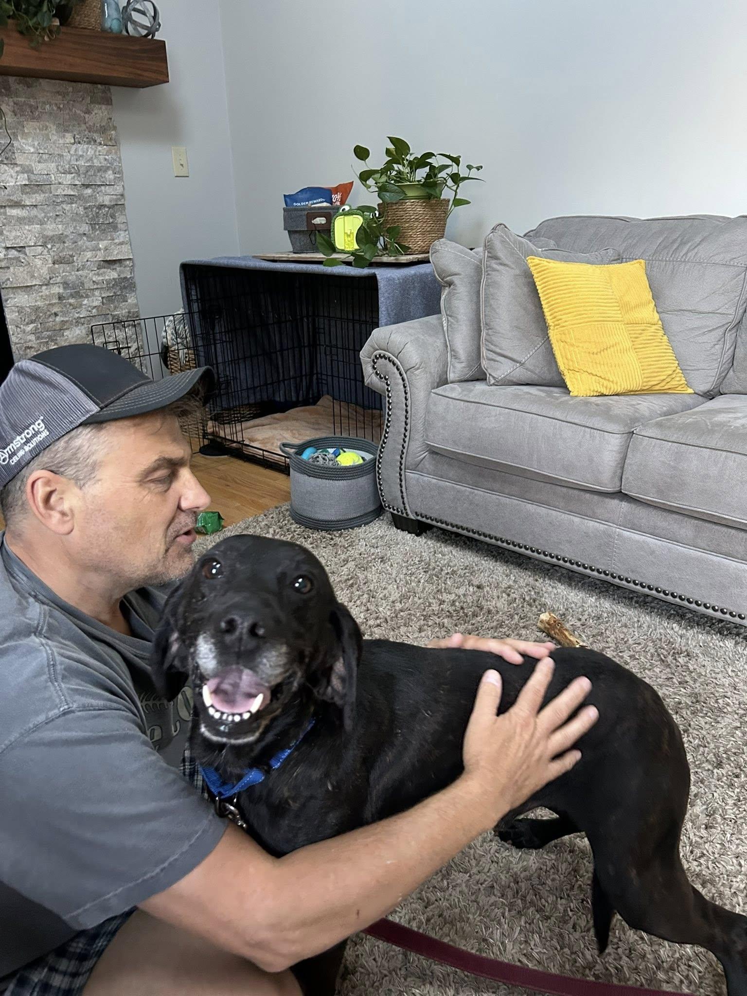 Black Jack, Adoptable, Senior Male Black Labrador Retriever.