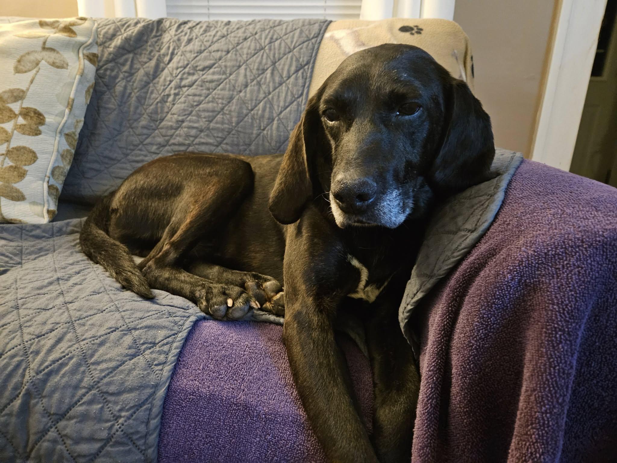 Black Jack, a Adoptable mixed breed in Albany, NY image 2/3