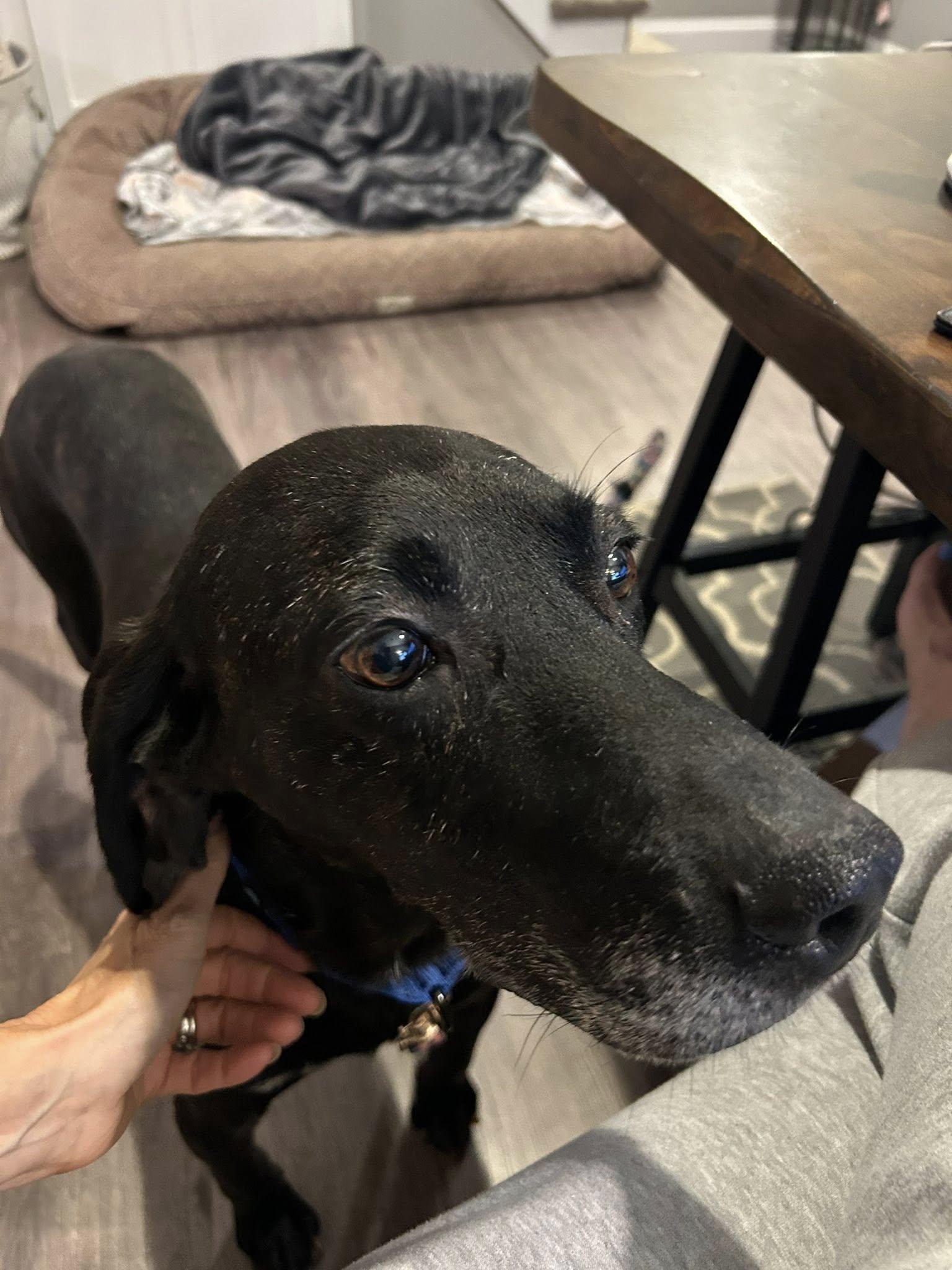 Black Jack, a Adoptable mixed breed in Albany, NY image 3/3