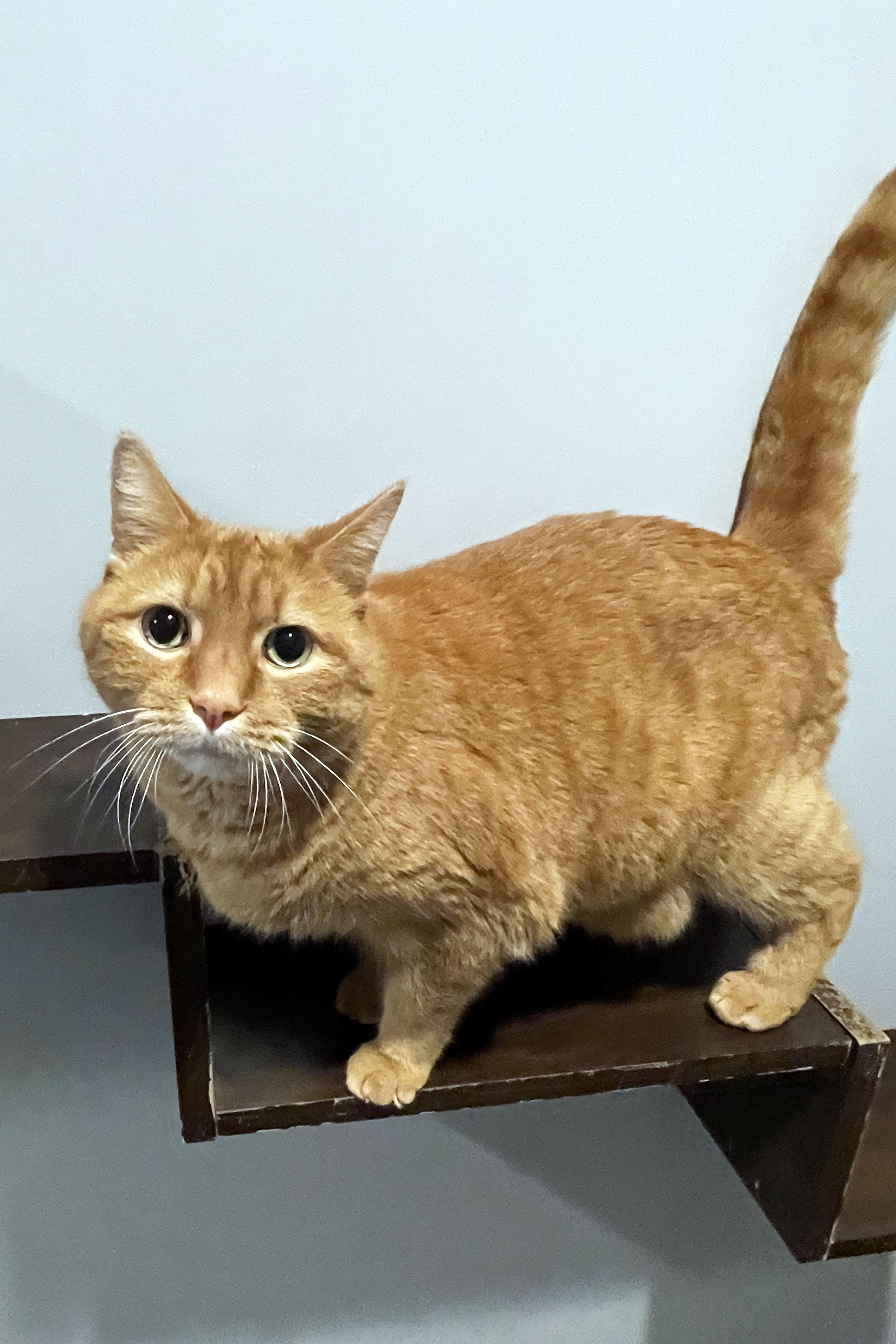 Enlarge Chester, a ADOPTABLE Domestic Short Hair in Lincoln, NE image 1/2