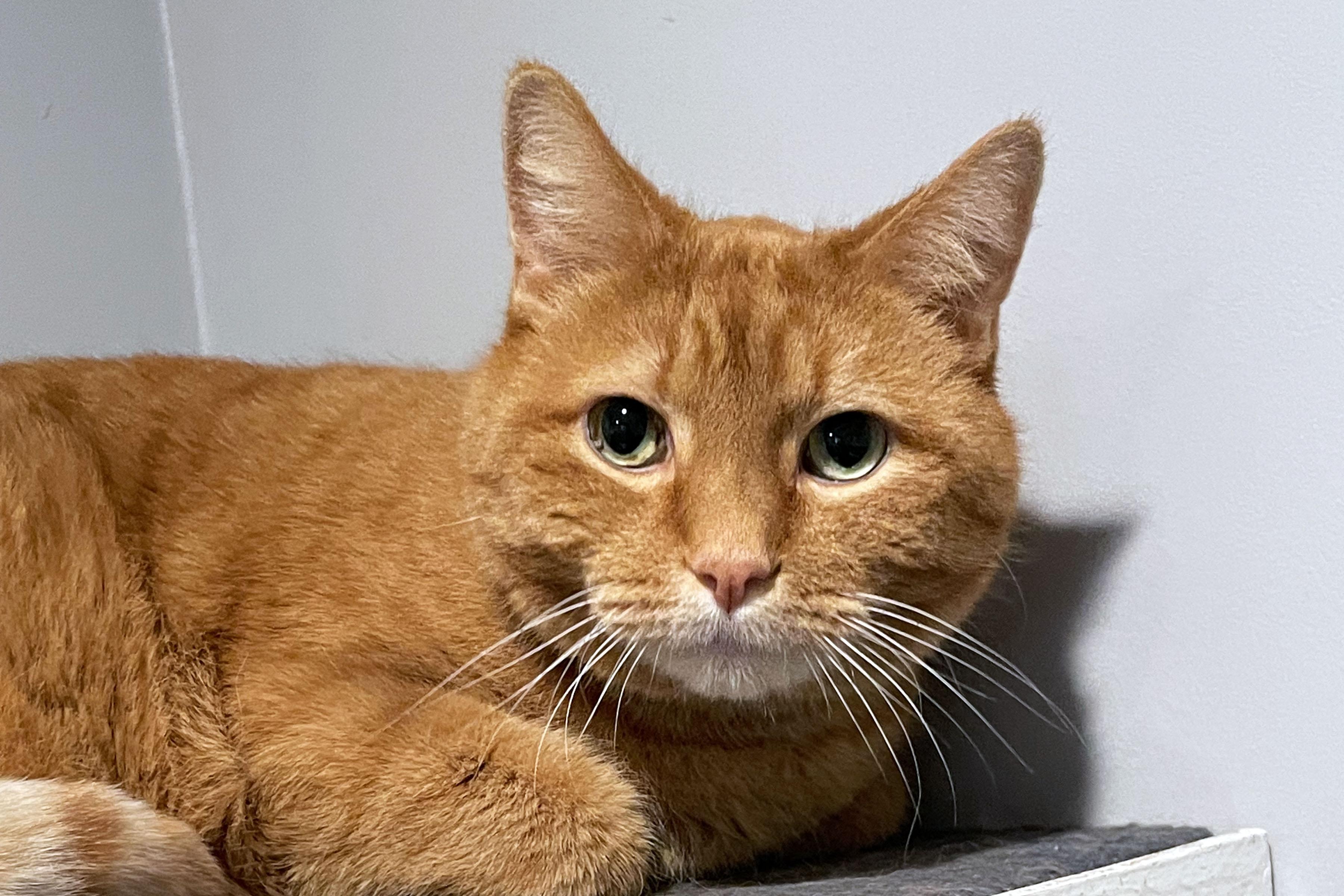 Enlarge Chester, a ADOPTABLE Domestic Short Hair in Lincoln, NE image 2/2