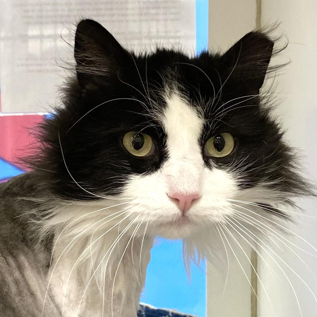 Magic, Adoptable, Adult Male Domestic Long Hair.