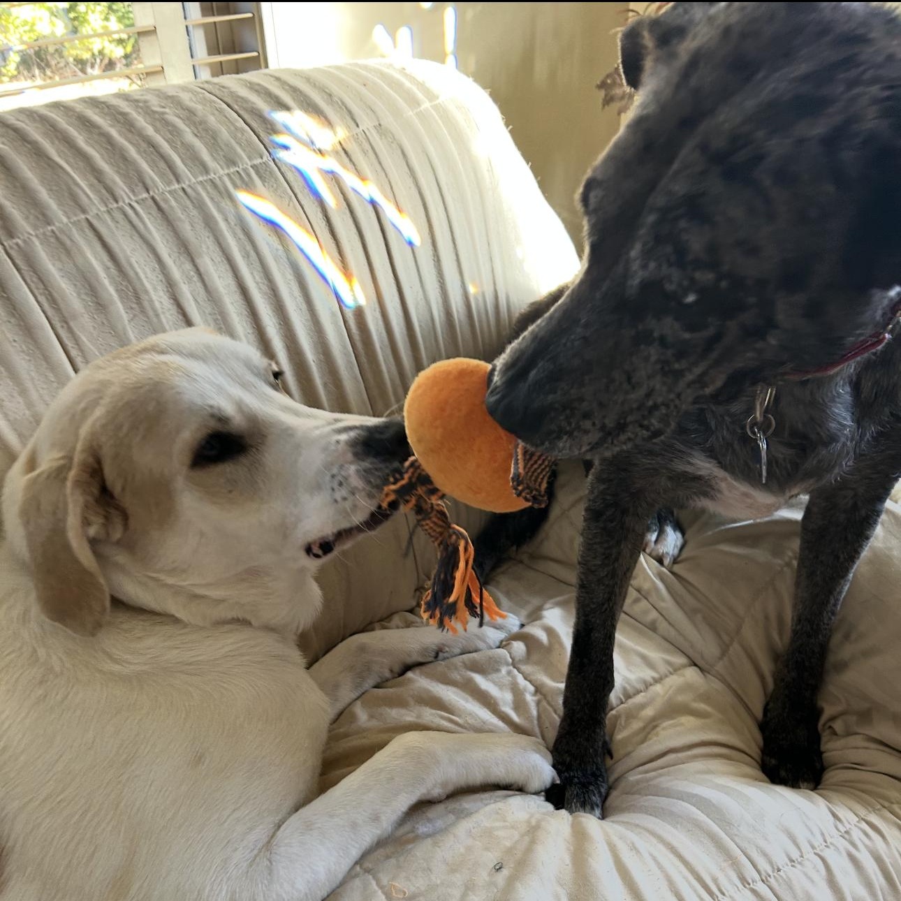 Jasper, a Adoptable mixed breed in Seabrook, NH image 2/6
