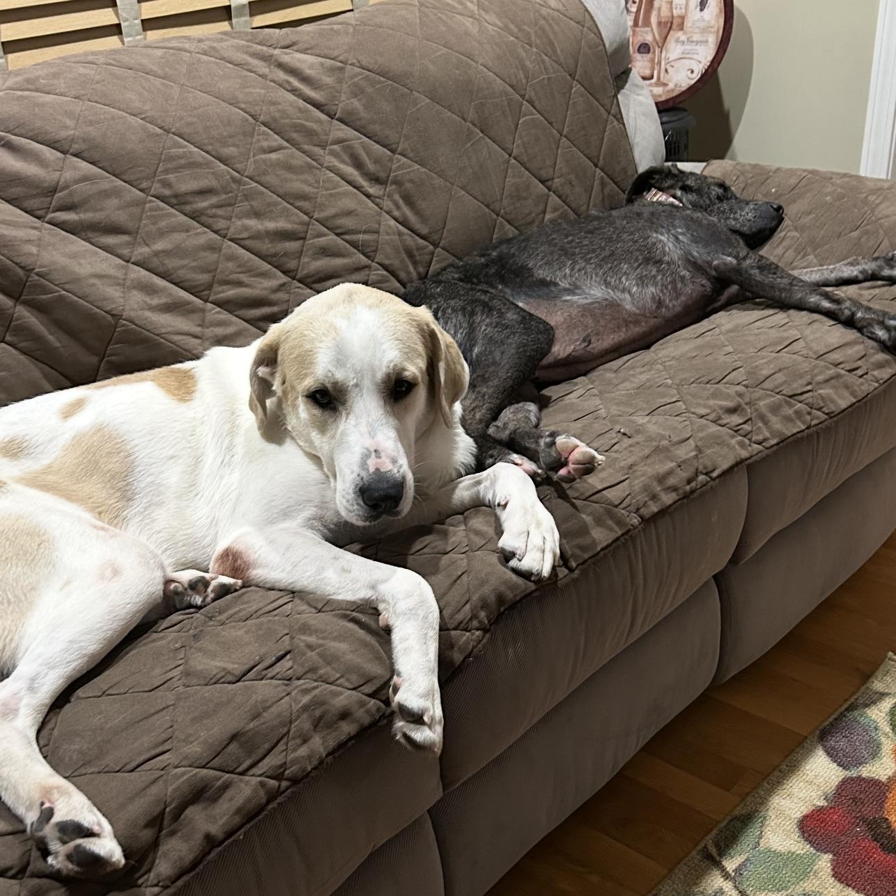 Jasper, a Adoptable mixed breed in Seabrook, NH image 3/6