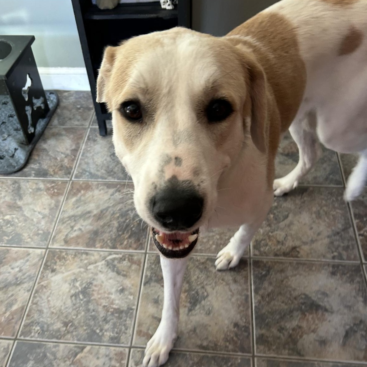 Jasper, a Adoptable mixed breed in Seabrook, NH image 5/6