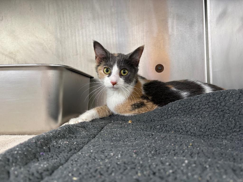 Enlarge Charlotte, a Adoptable mixed breed in Murray, KY image 1/1