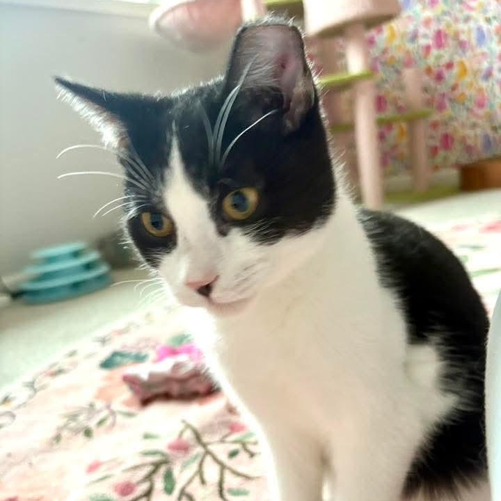 Soot, ADOPTABLE, Kitten Male Tuxedo.