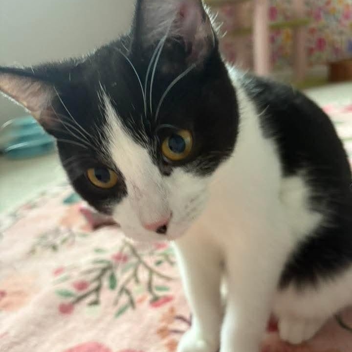 Soot, a ADOPTABLE Tuxedo in Kentwood, MI image 2/2