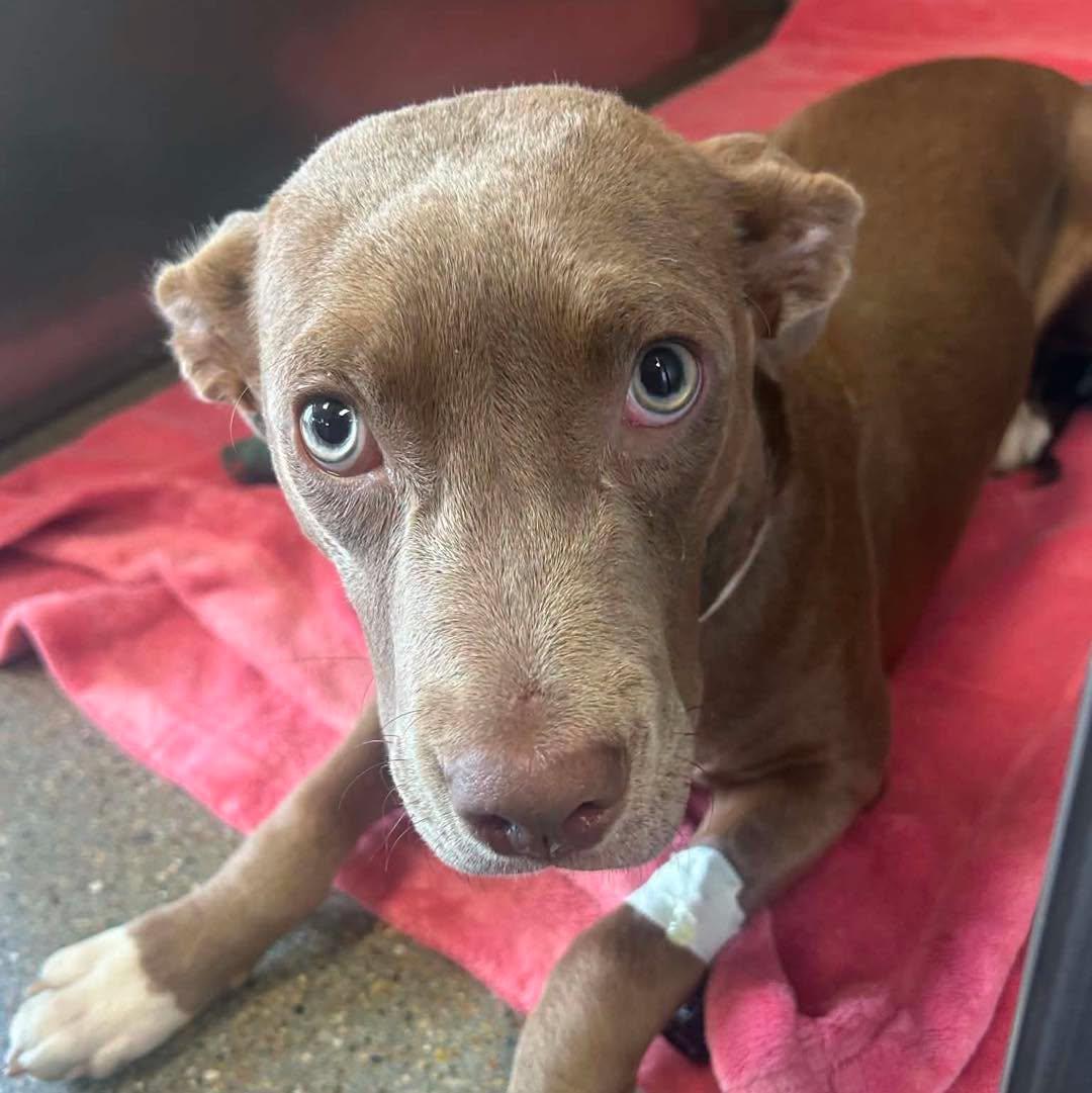 Piggy, ADOPTABLE, Young Female Pit Bull Terrier & Labrador Retriever.