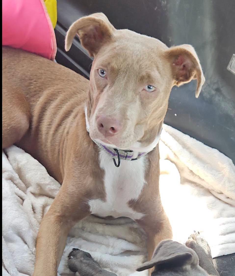 Enlarge Piggy, a ADOPTABLE mixed breed in Grand Island, NE image 4/4