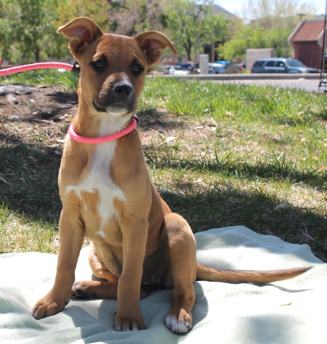 Enlarge Squirl, a ADOPTABLE mixed breed in Albuquerque, NM image 3/3