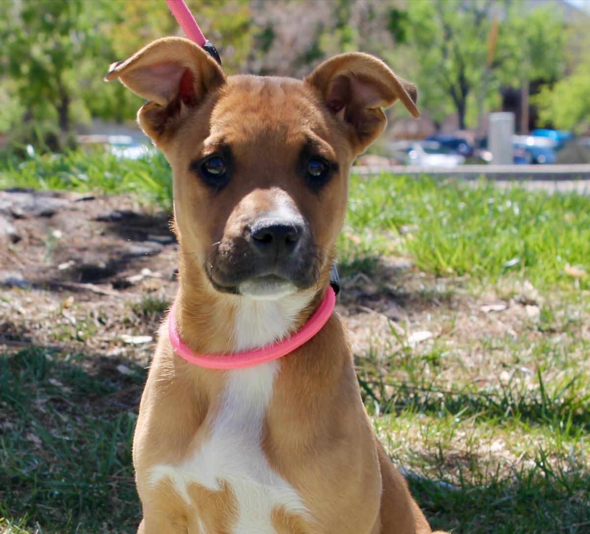 Enlarge Squirl, a ADOPTABLE mixed breed in Albuquerque, NM image 1/3