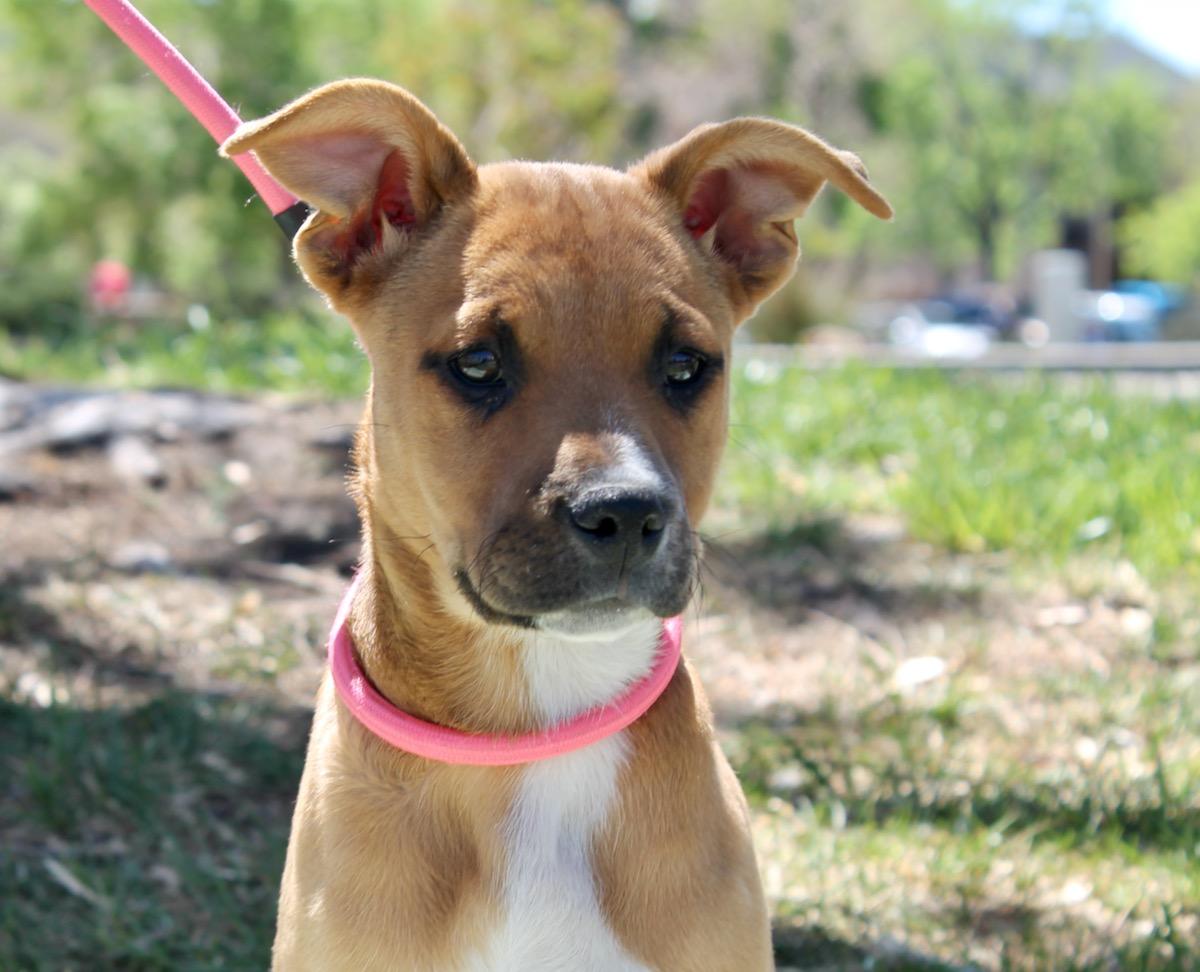Enlarge Squirl, a ADOPTABLE mixed breed in Albuquerque, NM image 2/3