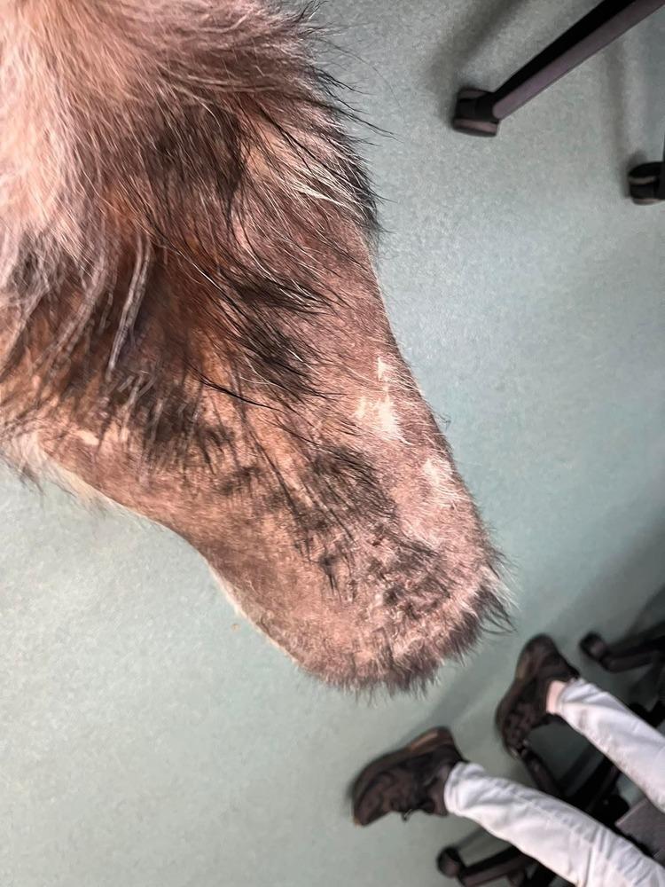 Daniel NC, a Adoptable mixed breed in Ontario, CA image 1/5