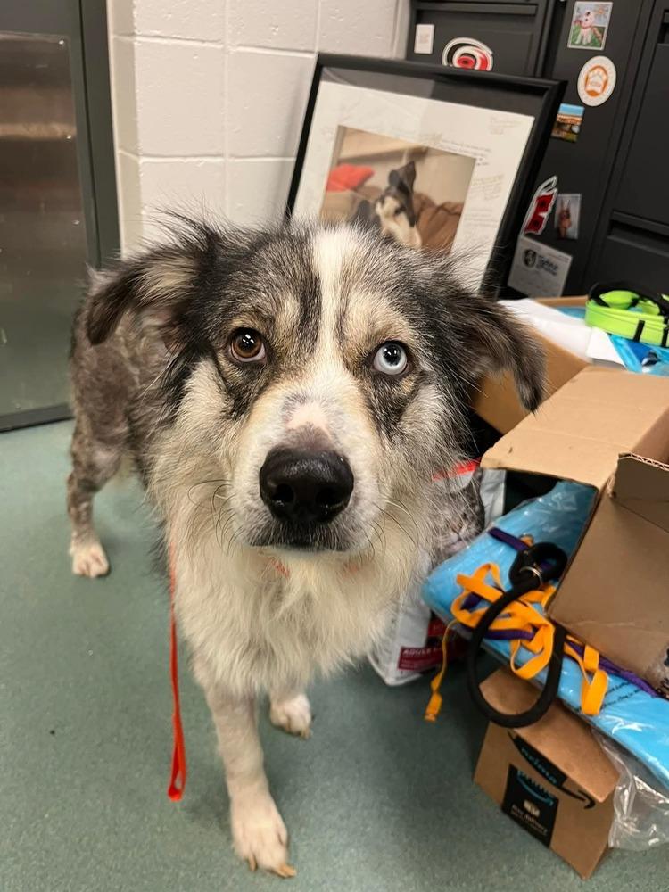 Daniel NC, Adoptable, Young Male Australian Shepherd.