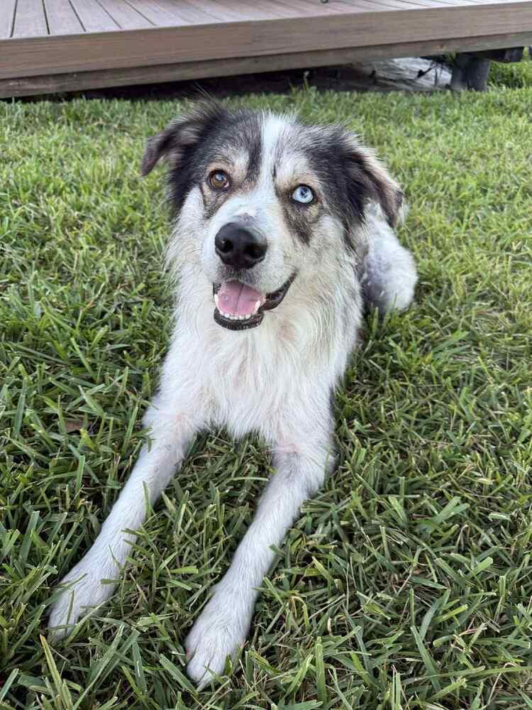 Daniel NC, a Adoptable mixed breed in Ontario, CA image 3/5