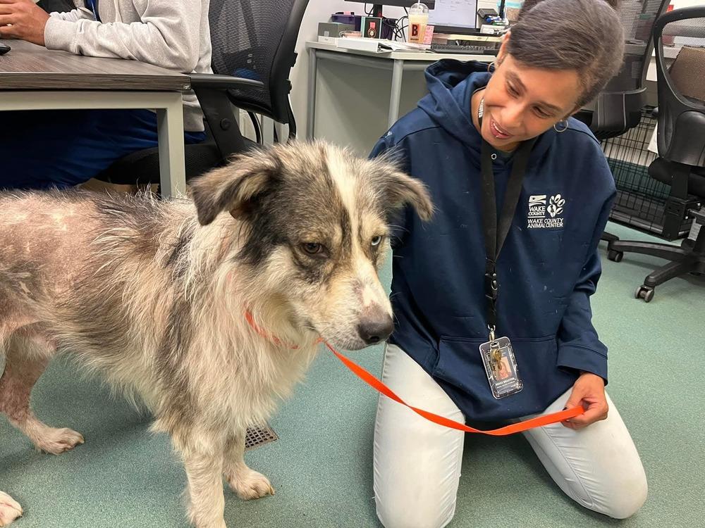 Daniel NC, a Adoptable mixed breed in Ontario, CA image 5/5