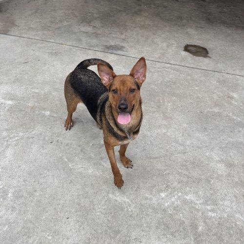 Enlarge Rita, a Adoptable mixed breed in Hamden, CT image 1/2