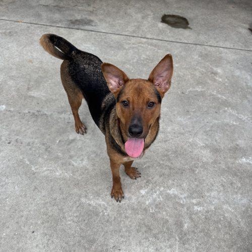 Enlarge Rita, a Adoptable mixed breed in Hamden, CT image 2/2