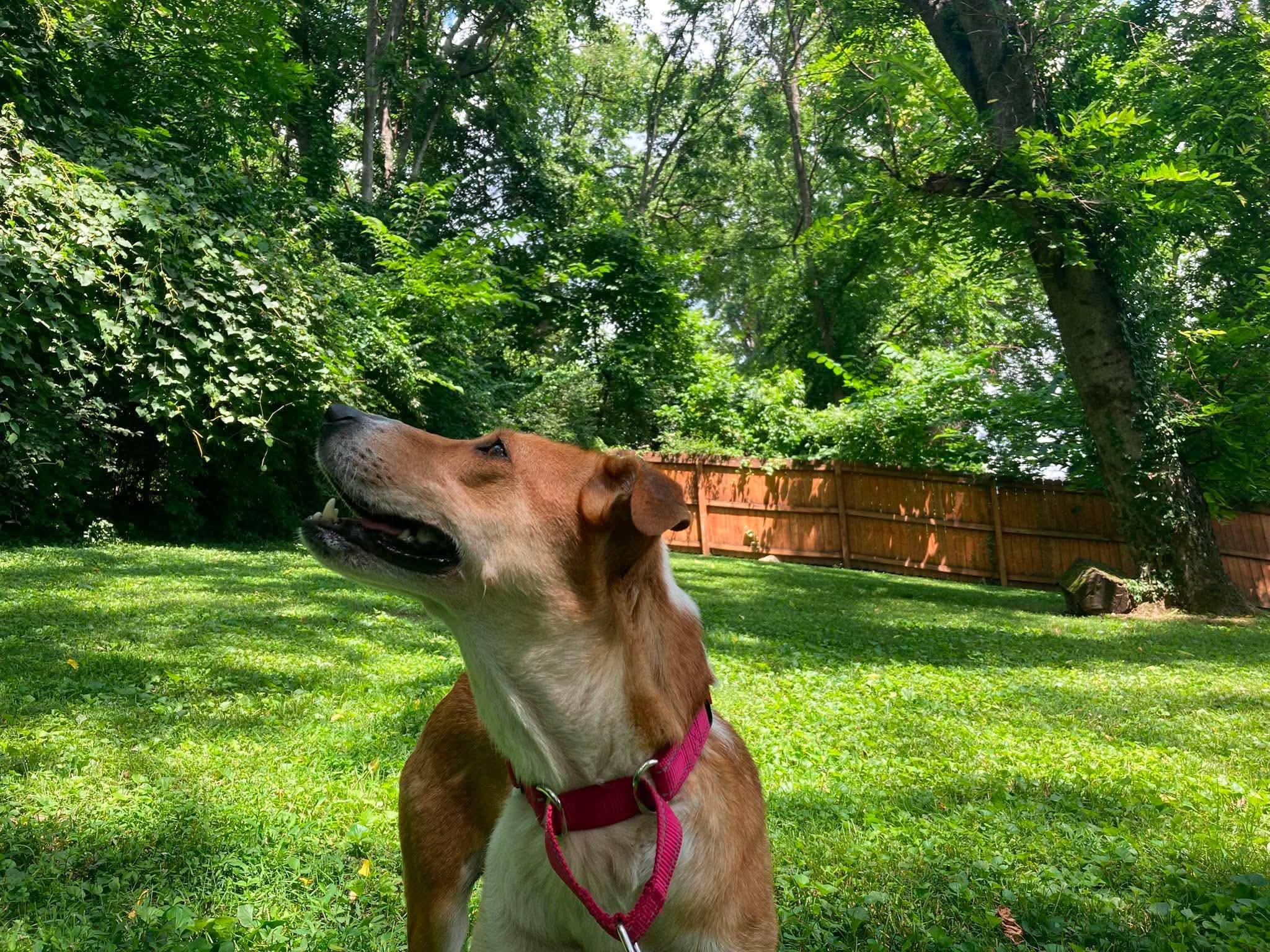 Enlarge Possum, a Adoptable mixed breed in Palos Heights, IL image 2/5