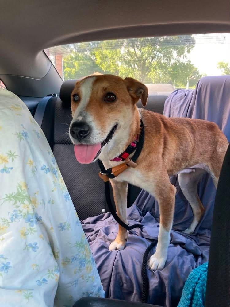 Enlarge Possum, a Adoptable mixed breed in Palos Heights, IL image 4/5