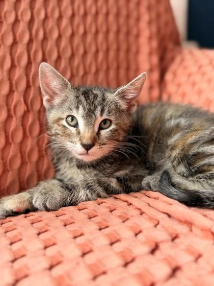 Val, ADOPTABLE, Young Female Domestic Short Hair.