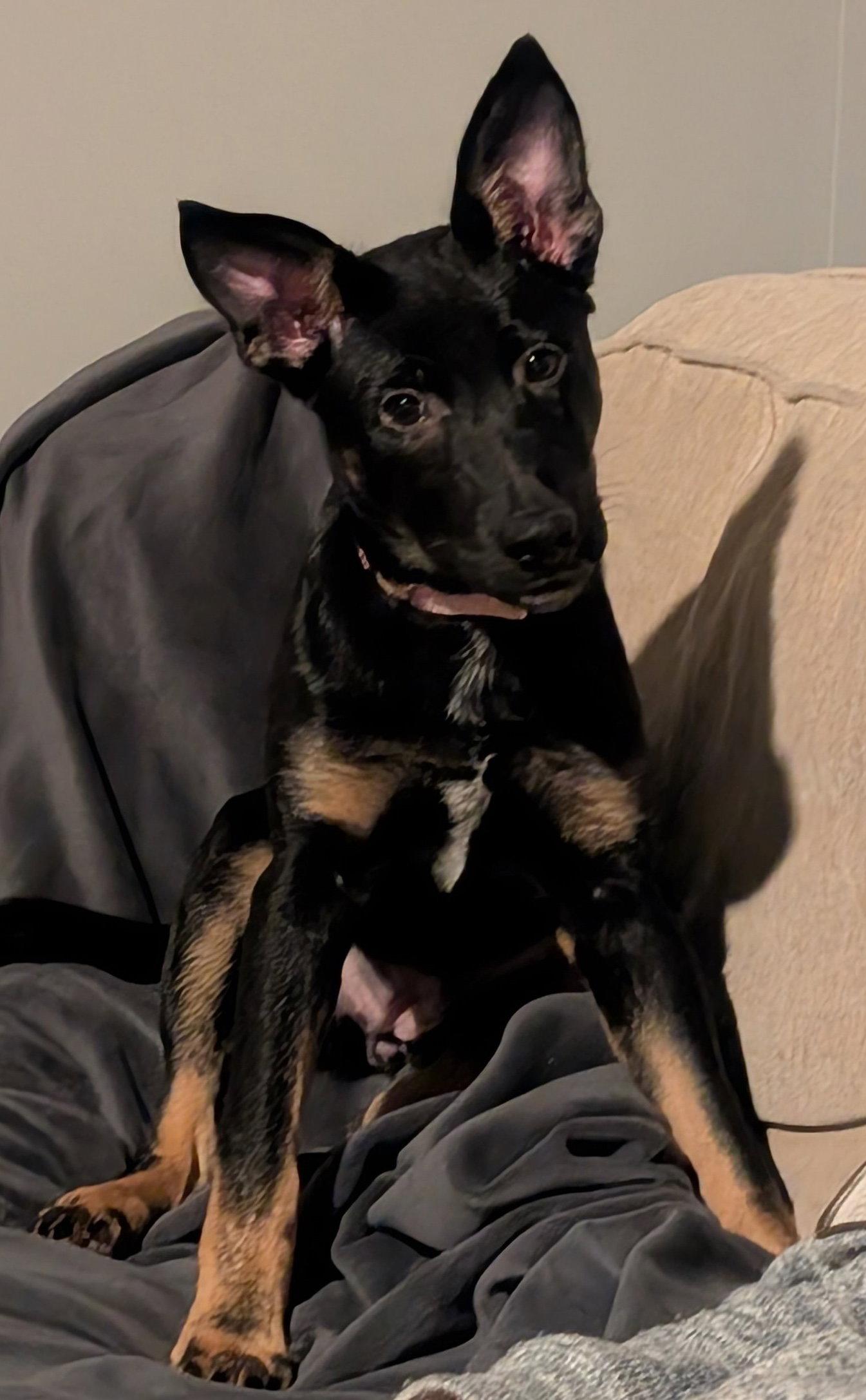 Enlarge Blossom, a Adoptable mixed breed in Baltimore, MD image 1/3