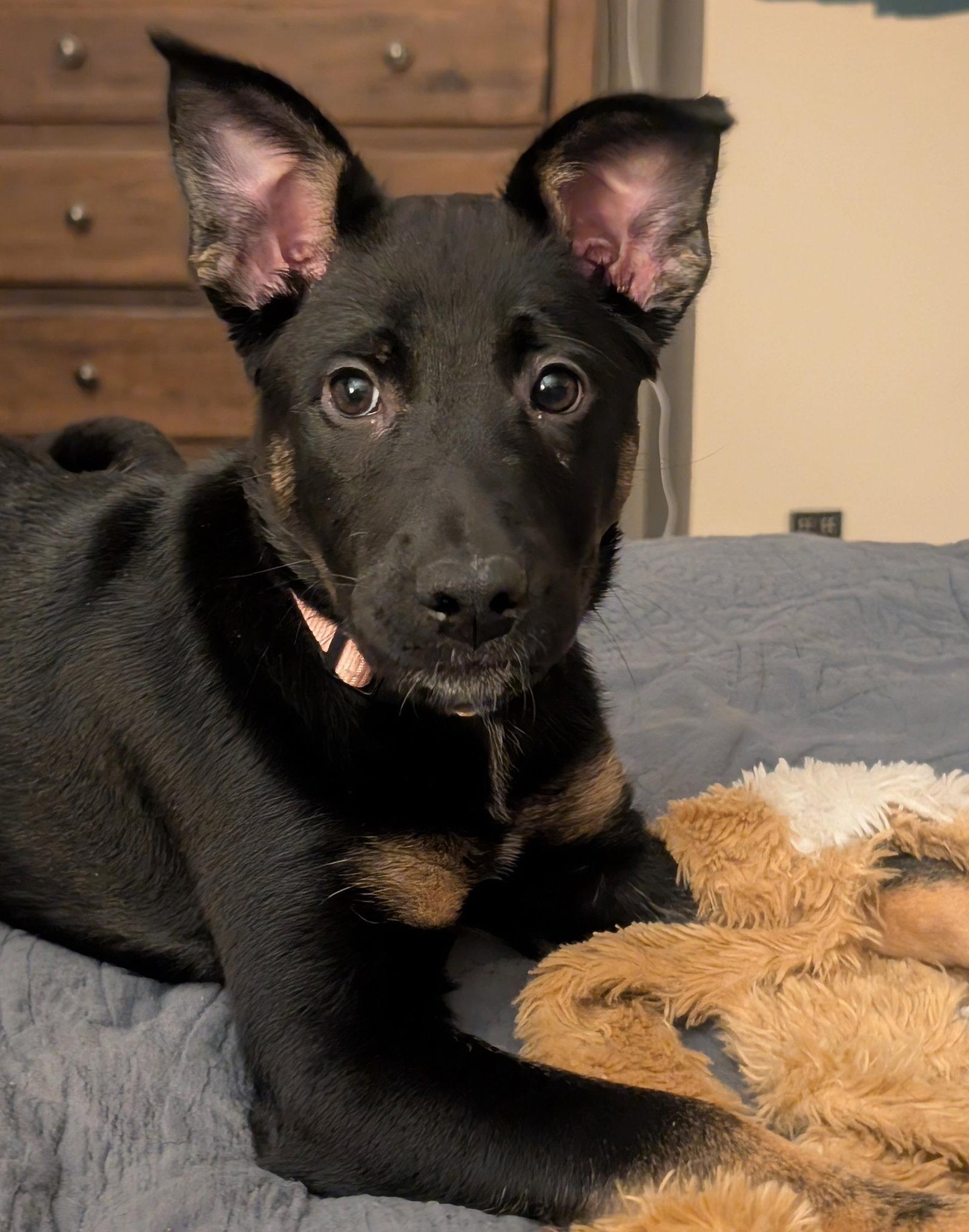 Blossom, Adoptable, Puppy Female German Shepherd Dog & Belgian Shepherd / Malinois.