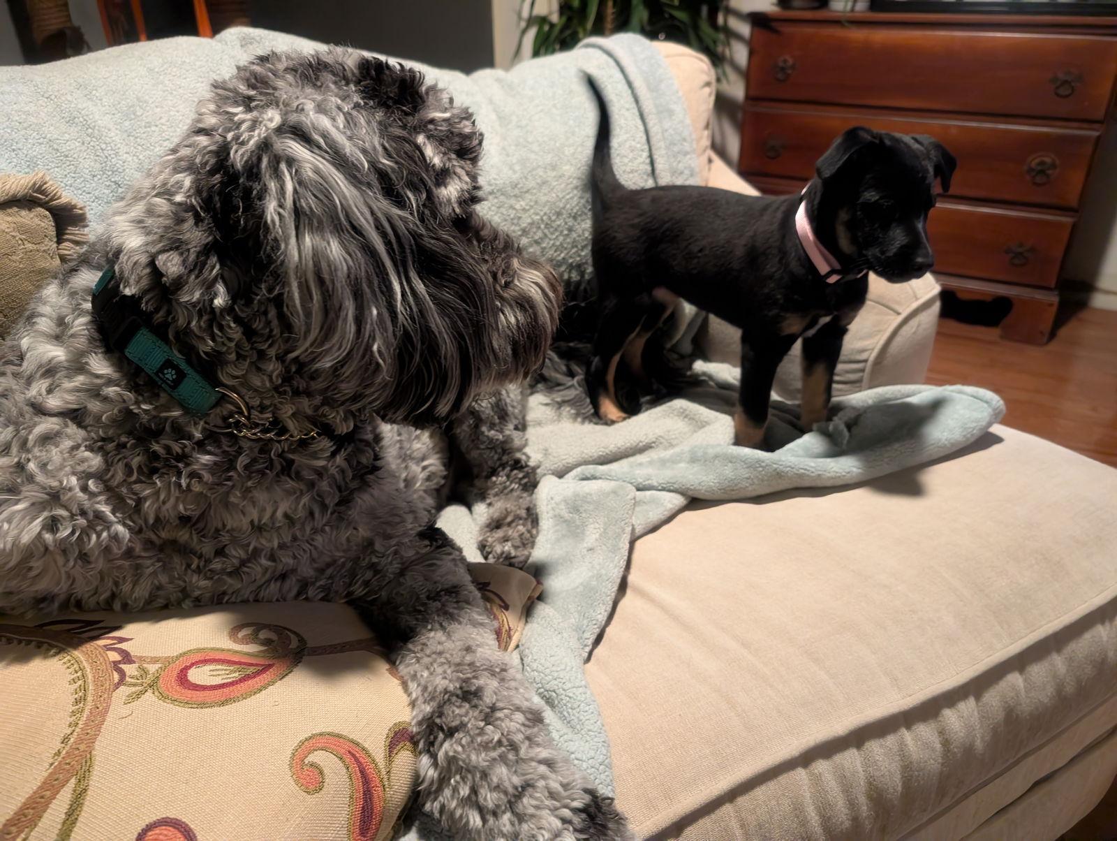 Blossom, Adoptable, Puppy Female German Shepherd Dog & Belgian Shepherd / Malinois.