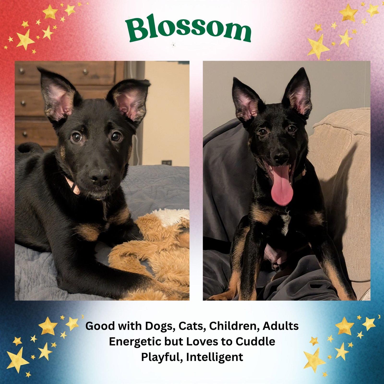Enlarge Blossom, a Adoptable mixed breed in Baltimore, MD image 2/3
