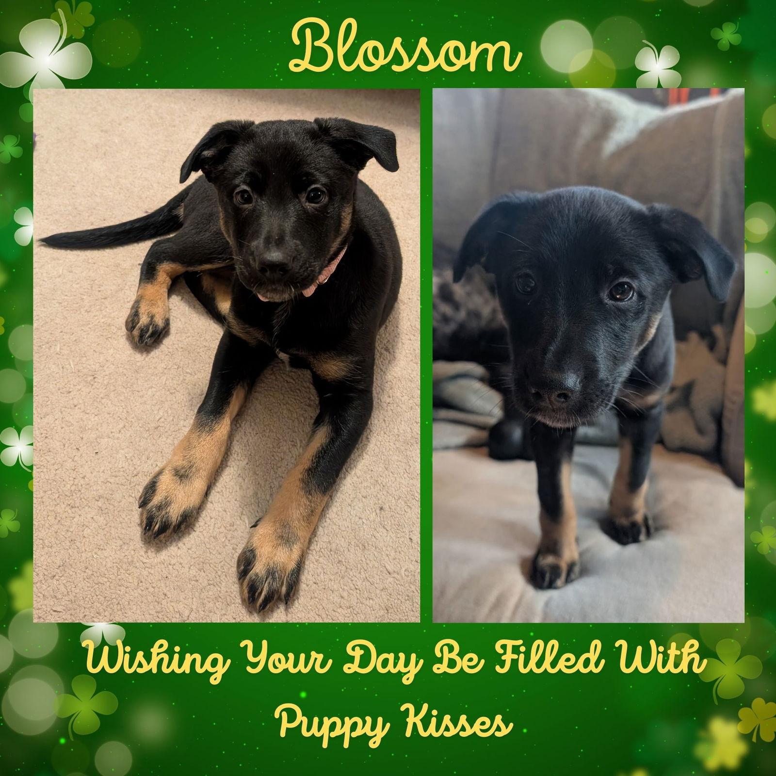 Enlarge Blossom, a Adoptable mixed breed in Baltimore, MD image 2/3