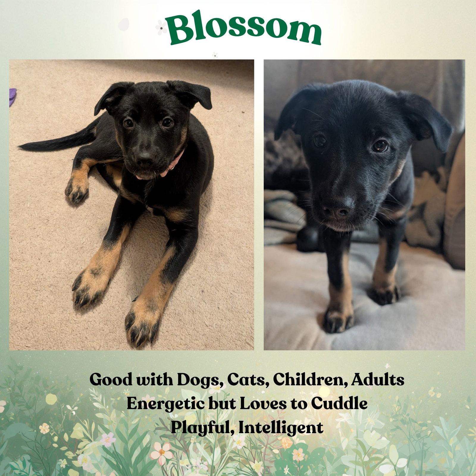 Blossom, Adoptable, Puppy Female German Shepherd Dog & Belgian Shepherd / Malinois.