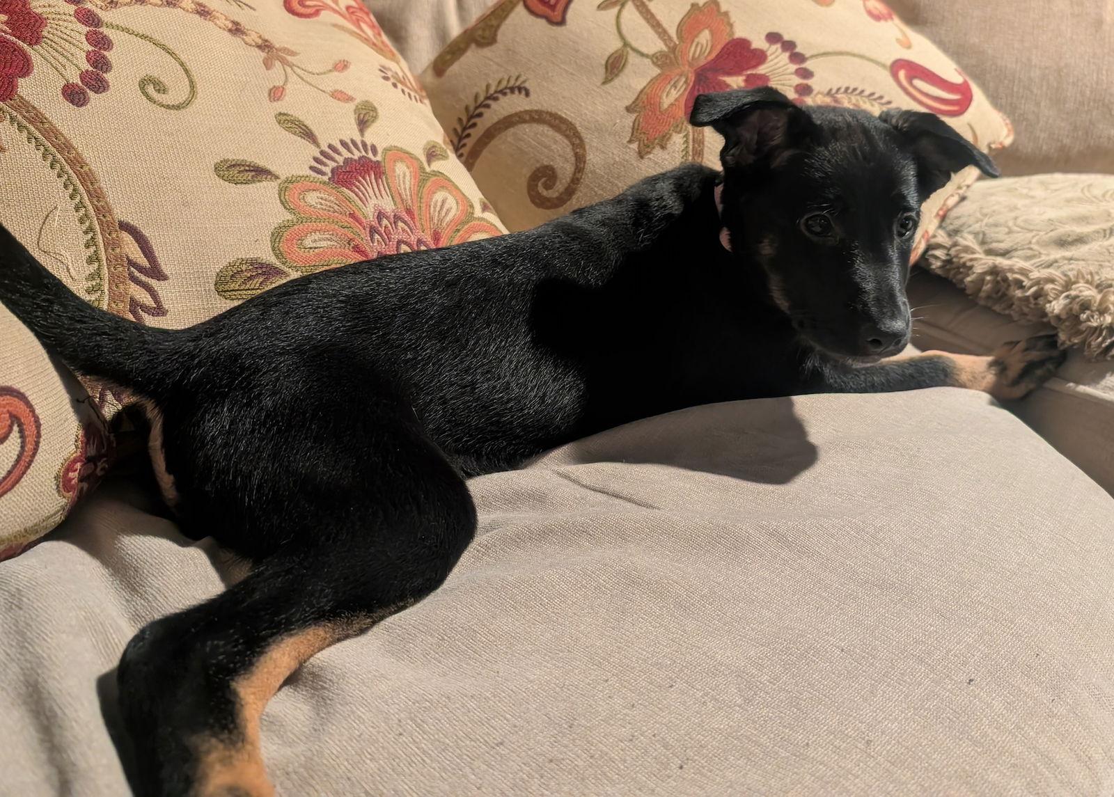 Enlarge Blossom, a Adoptable mixed breed in Baltimore, MD image 2/3