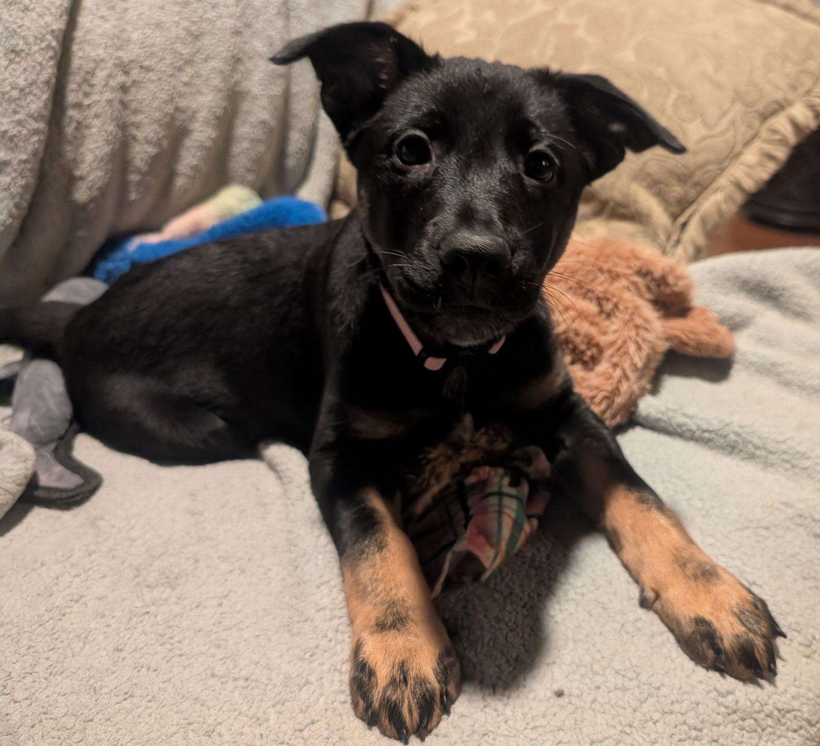 Enlarge Blossom, a Adoptable mixed breed in Baltimore, MD image 3/3