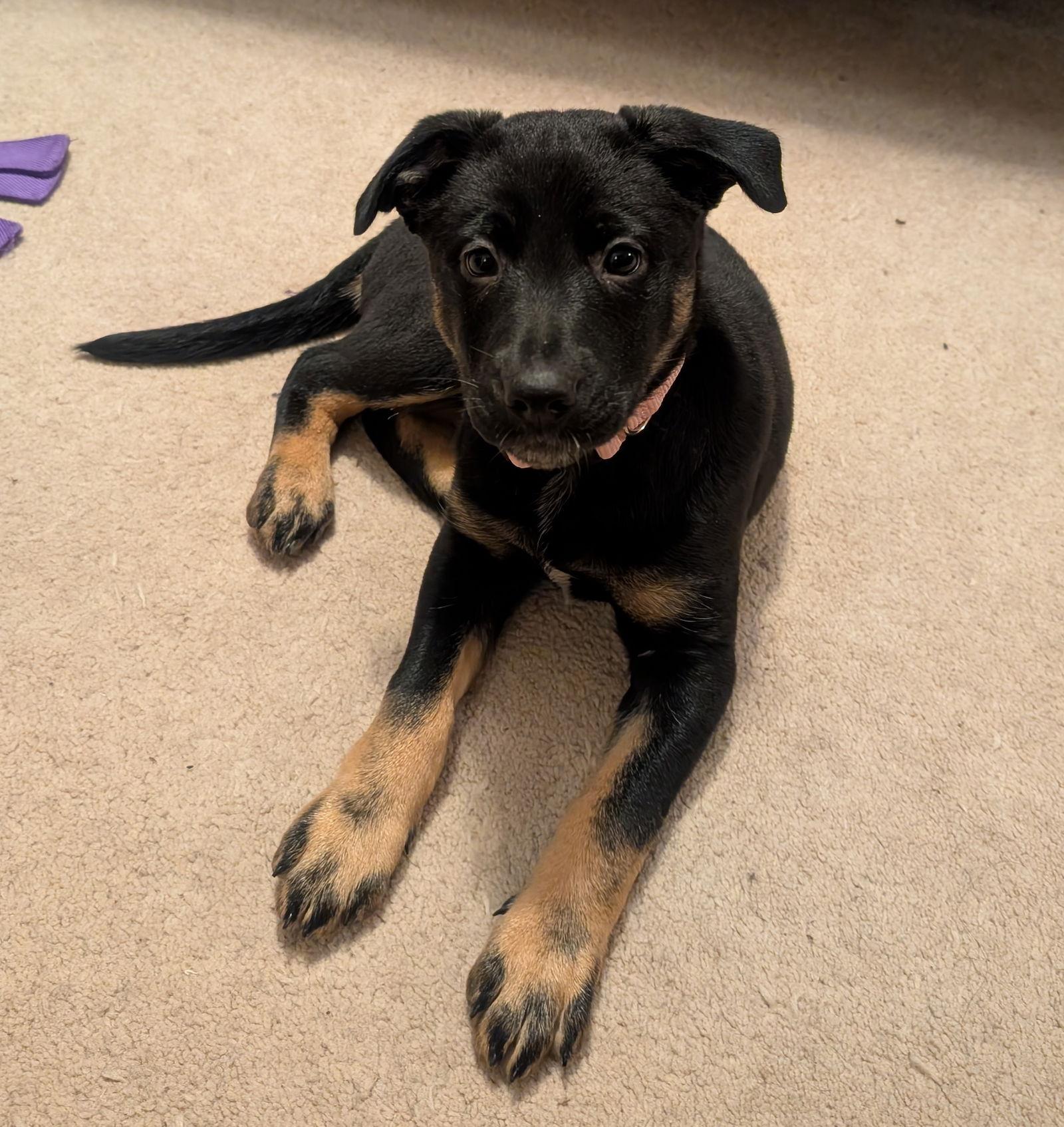 Enlarge Blossom, a Adoptable mixed breed in Baltimore, MD image 3/3