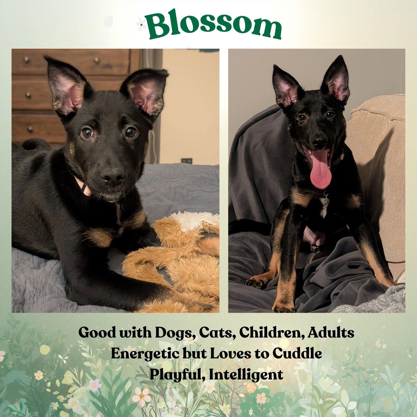 Enlarge Blossom, a Adoptable mixed breed in Baltimore, MD image 3/3